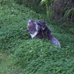 Fauna 1 - koala