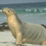 Fauna 10 - Sea Lion