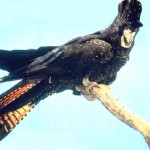 Fauna 14 - Black Cockatoo