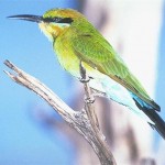 Fauna 15 - Bird 1