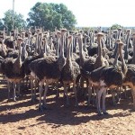 Fauna 18 - Ostriches