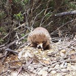 Fauna 19 - Echidna