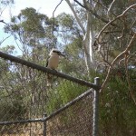 Fauna 22 - Kookaburra 1