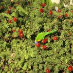 Fauna 24 - Rainbow Lorikeet in Bottlebrush