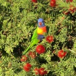 Fauna 25 - Rainbow Lorikeet in bottlebrush 2