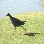Fauna 26 - Swamp Hen