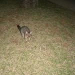 Fauna 27 - Brushtail Possum on ground