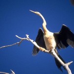 Fauna 7 - Cormorant