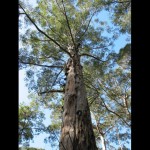 Forest 1