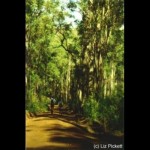 Forest 11
