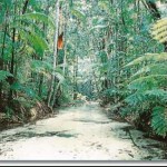 Forest 12
