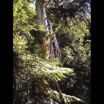 Forest 13