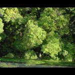 Forest 15