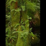 Forest 16