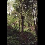 Forest 17