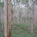 Forest 18