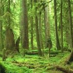 Forest 2