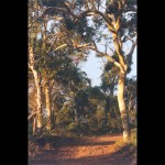 Forest 4