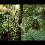 Forest 5