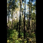 Forest 6
