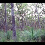 Forest 7