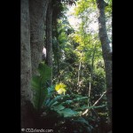 Forest 8