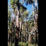 Forest 9