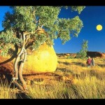 Outback 32