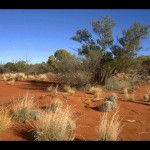 Outback 9